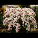 Im Orchideengarten des Changi Airports in Singapur